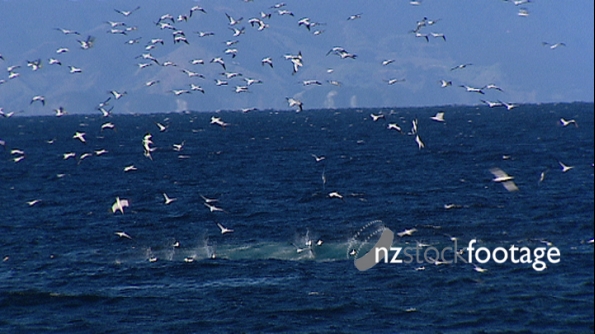 Hauraki Gulf Gannets Diving, Aerial 2704